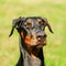 Close Up Black Doberman Dog On Green Grass