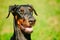 Close Up Black Doberman Dog On Green Grass Background