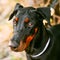 Close Up Black Doberman Dog Outdoor