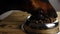 Close-up of black dog eating dry food from silver plate standing at wooden table in slow motion