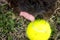 Close up of black dog licking nose with a tennis ball by mouth