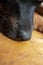 Close up of a black dog nose on a wooden background