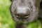 Close up of black dogs nose