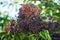 Close-up of black elderberry fruit on a branch