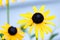 Close up of black eyed Susan & x28;Rudbeckia hirta& x29;