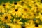 Close up of Black Eyed Susans