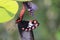 Close up of A black female butterfly insect hanging from male butterfly on green lemon leaf, butterfly black wings, outdoor