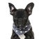 Close-up of a Black French bulldog Puppy with a starry scarf