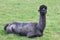 Close up black fur alpaca lying on green field