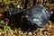 Close up of black garbage bags. Autumn season with sunlight. Colorful trees and fallen leaves in autumn forest. Garbage in the