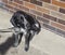 Close up black gray hunting dog crossbreed whippet and labradori