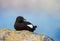 Close up of Black guillemot perching on a rock