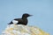 Close-up of a Black guillemot sitting on a rock