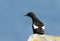 Close-up of a Black guillemot sitting on a rock