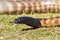 Close-up Black-Headed Python Australian snake with tongue out