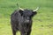 Close up of black highland cow.