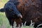 Close-up of a black Highland cow. The cow licks her side, in very tall grass. Cattle come in different colors and this is an