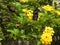 Close-up of a black honeybee collecting pollen and nectar from a yellow flower, making pollination.