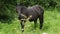 Close-up of a black horse eating grass. There are flies on its face. The concept of agriculture