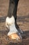 Close up of black horse hoofs
