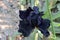 Close up of black iris flower