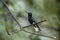 Close-up of a Black Jacobin, Folha Seca, Brazil