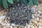 Close Up of a Black Knight Cactus, Copiapoa Tenuissima