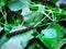 Close-up Black Larva Eating Fresh Green Leaves