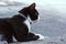 Close up a black and little white cat lies and looking on concrete floor.