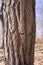 Close up of Black Locust Robinia pseudoacacia trunk