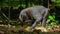 Close up of Black Macaque eating coconut