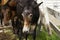 Close-up of a black mule followed by a brown horse