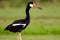 Close-up of a Black-necked stork in the grass. Generative AI