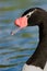 Close-up of a Black-necked Swan