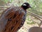 Close up of black patridge in a cage. Patridge bird in Pakistan.