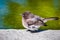 Close up of Black Phoebe Sayornis nigricans sitting on the shoreline of a pond