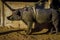 Close up of a black pig at outdoors with a rope aropund of the body, in Elephant jungle Sanctuary, in Chiang