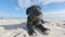 Close-up of a black puppy dog â€‹â€‹with the snout dirty of sand, low ears and the guilty look abandoned on a white beach in