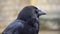 Close up black raven on fence of tower of London.