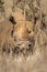 Close-up of black rhino lying beside bush