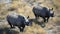 Close up Black Rhinos Angle view Aerial view Season. Generative AI