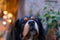 Close up of black rottweiler dog guarding its home, selective focus on animal nose, pet grooming concept