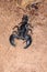 Close up the black scorpion on sand