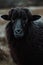 close up at a black sheep, AI generated