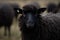 close up at a black sheep, AI generated