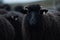 close up at a black sheep, AI generated
