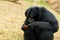 Close up of black Siamnang Gibbon eatting food on field