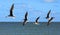 Close up of black skimmers flying