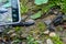 Close-up of the black slug (black arion, European black slug, or large black slug) Arion ater on a forest litter