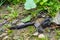 Close-up of the black slug (black arion, European black slug, or large black slug) Arion ater on a forest litter